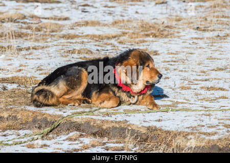 Famoso Il Mastino tibetano è di custodire la voce per il nomade della camp su prati innevati. Il Tibet. Foto Stock