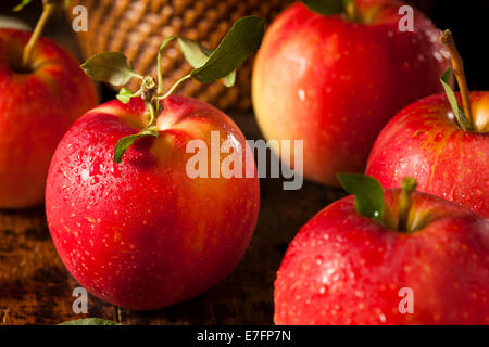 Materie organiche Gala rosse mele pronto a mangiare Foto Stock