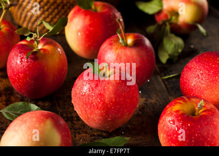 Materie organiche Gala rosse mele pronto a mangiare Foto Stock