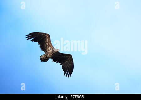 Haliaeetus albicilla, bianco-tailed Sea-Eagle. La foto è stata scattata nel Golfo di Kandalaksha del Mare Bianco. La Russia, Murmansk ri Foto Stock