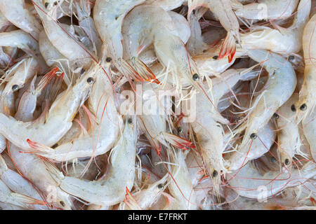 Gamberetti freschi sul visualizzatore in corrispondenza di un mercato del pesce in Thailandia Foto Stock