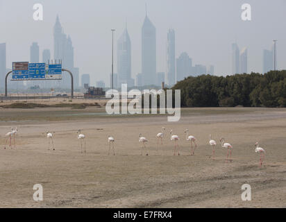 Fenicotteri nella Ras Al Khor Wildlife Sanctuary a Dubai Foto Stock