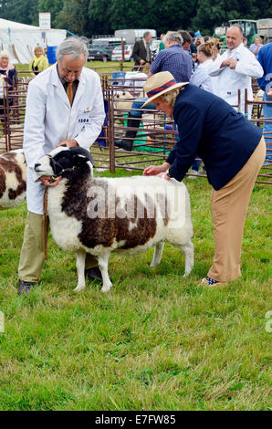 Giudicare una classe di pecora a Romsey Visualizza 2014 - chiudere l'ispezione della qualità del vello. Foto Stock