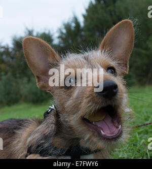 Grazioso cucciolo ritratto Foto Stock