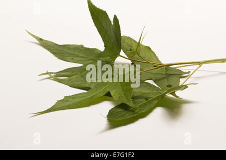 Albero di acero foglie verdi su sfondo bianco Foto Stock