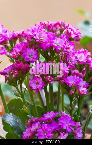 Kalanchoe Blossfeldiana 'Calandiva rosa' fiori Foto Stock