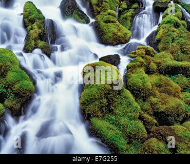 Clearwater cade precipita su moss rocce coperte in Oregon's Umpqua National Forest e Douglas County. Foto Stock