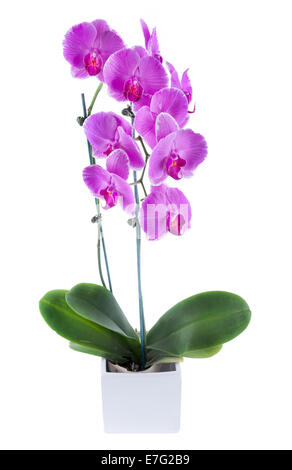 Moth orchid è un tipo di fiori di orchidea che si trovano comunemente in un fioraio negozi e alimentari. Foto Stock