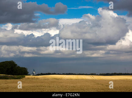 Maturata sul campo di grano pronto per la mietitura ad ovest di Rugby, il Dakota del Nord Foto Stock