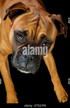 Bel ritratto di un cane boxer su sfondo nero Foto Stock