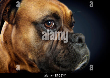Bel ritratto di un cane boxer su sfondo nero Foto Stock