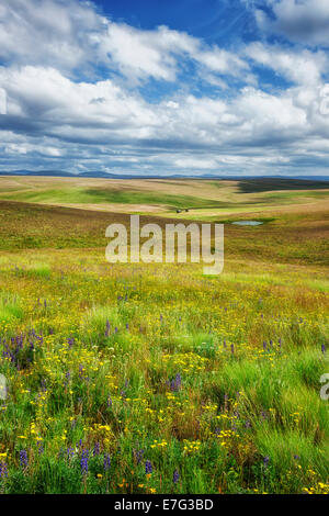 Sun rompe su dolci colline di ne dell'Oregon Zumwalt Prairie conservare nel Wallowa County. Foto Stock