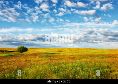 Lone Tree si erge tra la primavera sbocciano i fiori di campo in corrispondenza del NE dell'Oregon Zumwalt Prairie conservare nel Wallowa County. Foto Stock