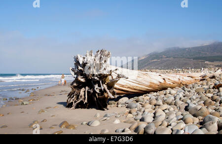 Fino radicata Eucalipto recante sulla spiaggia con la bassa marea Foto Stock