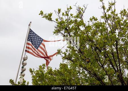 Strappato e lacerato U.S. Bandiera americana snagged sul ramo di un albero in Florida Keys, STATI UNITI D'AMERICA. Foto Stock