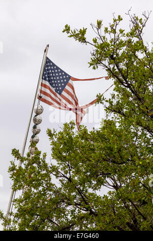 Strappato e lacerato U.S. Bandiera americana snagged sul ramo di un albero in Florida Keys, STATI UNITI D'AMERICA. Foto Stock