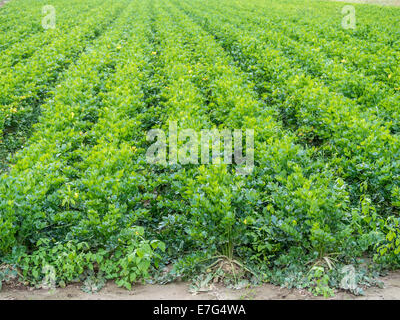 Il sedano piante che crescono nel campo Foto Stock