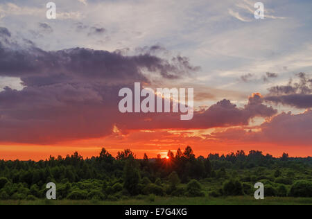 Rosso tramonto sulla foresta. Foto Stock