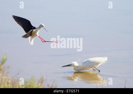 Egretta garzetta Garzetta Seidenreiher Foto Stock