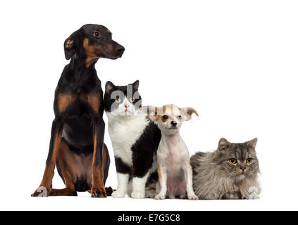 Gatti e cani seduti insieme e guardando la telecamera contro uno sfondo bianco Foto Stock