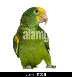 Giallo testa di Amazon (6 mesi), isolata su bianco Foto Stock