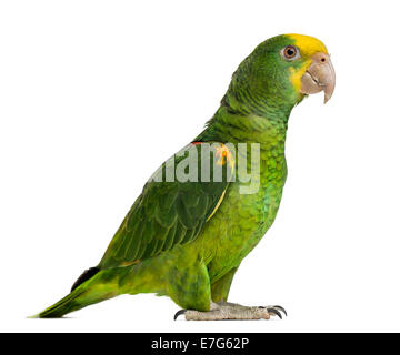 Giallo testa di Amazon (6 mesi), isolata su bianco Foto Stock