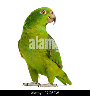 Giallo Panama capo-Amazon (5 mesi) isolato su bianco Foto Stock