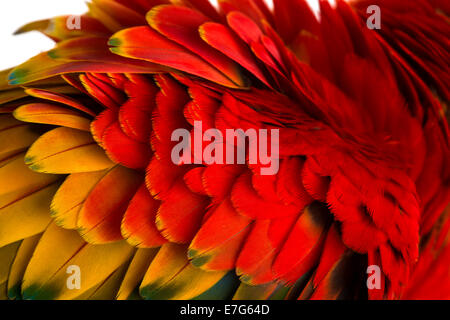 Close-up su Scarlet Macaw feathers (4 anni) close up Foto Stock