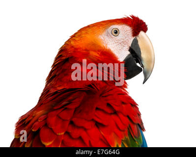 Close-up di Scarlet Macaw (4 anni) di fronte a uno sfondo bianco Foto Stock