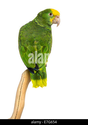 Doppio giallo-headed Amazon (6 mesi) appollaiato su un ramo, isolato su bianco Foto Stock