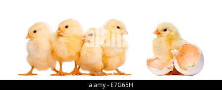 Quattro pulcini in una fila (8 giorni) e un altro in piedi da sola accanto al suo uovo contro uno sfondo bianco Foto Stock