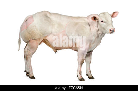 Belga Blue bull (8 mesi) davanti a uno sfondo bianco Foto Stock