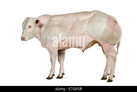 Belga Blue bull (8 mesi) davanti a uno sfondo bianco Foto Stock