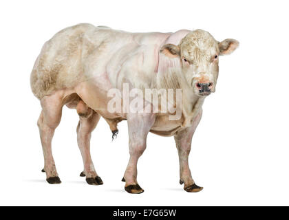 Belga Blue bull (8 mesi) davanti a uno sfondo bianco Foto Stock