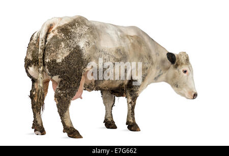 Sporco incinta Belga Blue Cow in piedi di fronte a uno sfondo bianco Foto Stock