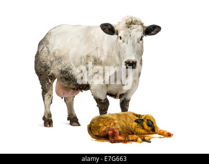 Belga Blue Cow e vitello in piedi di fronte a uno sfondo bianco Foto Stock