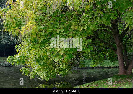 Catalpa meridionale, un sigaro albero o fagiolo indiano Tree (Catalpa bignonioides, Catalpa syringifolia), Nord Reno-Westfalia, Germania Foto Stock