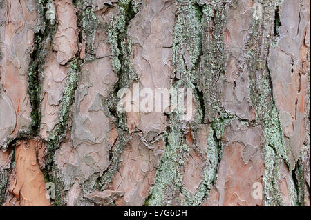 Di Pino silvestre (Pinus sylvestris), corteccia, Paesi Bassi Foto Stock