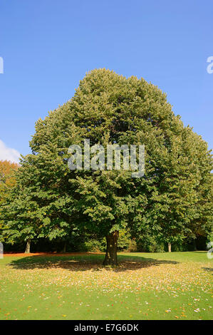 Grandi lasciava tiglio (Tilia platyphyllos) in autunno, Nord Reno-Westfalia, Germania Foto Stock