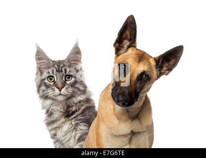 Close-up di un pastore belga del cane e del gatto contro uno sfondo bianco Foto Stock
