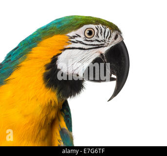 Close-up di un blu-giallo Macaw davanti a uno sfondo bianco Foto Stock