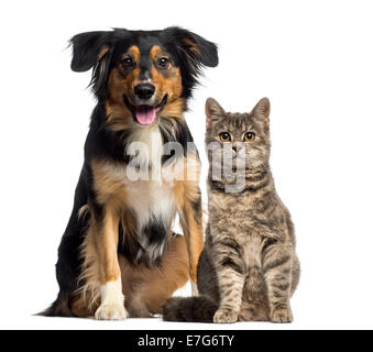 Di cane e di gatto seduti insieme contro uno sfondo bianco Foto Stock