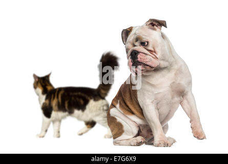 Bulldog Inglese guardando indietro a un gatto camminare contro uno sfondo bianco Foto Stock