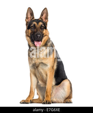 Pastore Tedesco Dog sitter e ansimando (1 anno di età) contro uno sfondo bianco Foto Stock