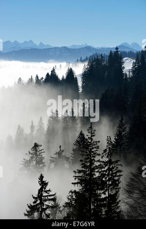 La foresta di conifere nella nebbia, dietro Alpi Bernesi, Napf, il cantone di Lucerna, Svizzera Foto Stock
