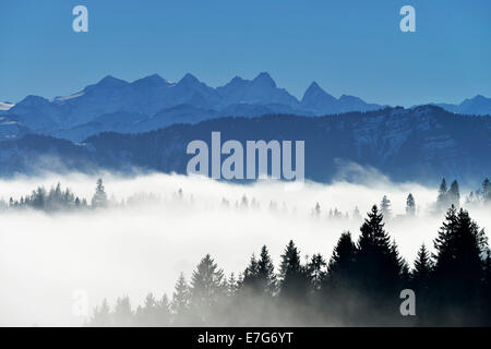 La foresta di conifere nella nebbia, dietro Alpi Bernesi, Napf, il cantone di Lucerna, Svizzera Foto Stock