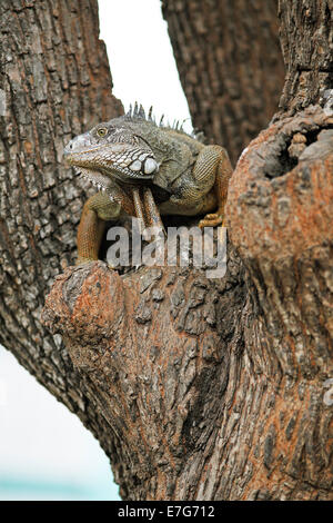 Verde (Iguana Iguana iguana), Adulto, seduto su un albero, Guayaquil, Guayas Provincia, Ecuador Foto Stock