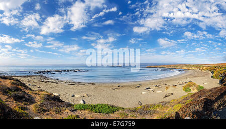 Costa del Pacifico con la parte settentrionale di elefanti marini (Mirounga angustirostris) sulla spiaggia con cielo velato, PIEDRAS BLANCAS, California Foto Stock