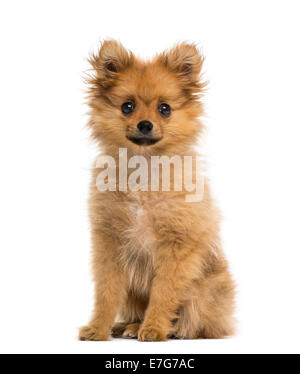 Spitz tedesco cucciolo (3 mesi) contro uno sfondo bianco Foto Stock