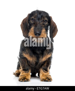 Bassotto cucciolo (6 mesi) contro uno sfondo bianco Foto Stock